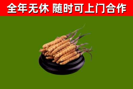绍兴回收冬虫夏草