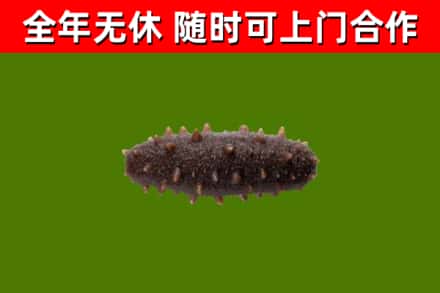 绍兴回收海参干